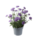 Afbeelding van VP Scabiosa Blue